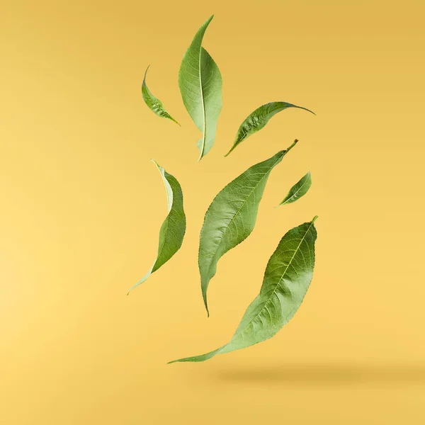 Latające Zielonej Herbaty Liści Białym Tle Żółtym Tle Pojęcie Lewitacja — Zdjęcie stockowe