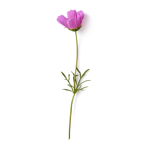 美丽的粉彩粉红色的花朵 在白色背景下 创意花卉布局 高分辨率 — 图库照片