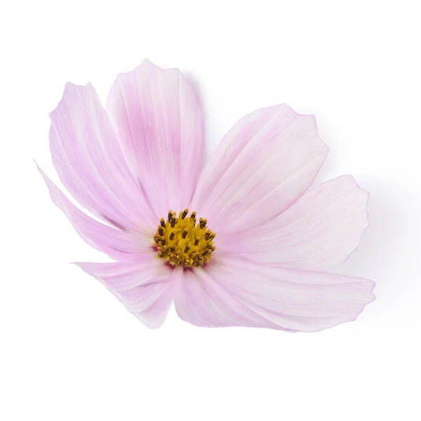 白い背景 創造的な花レイアウト 高解像度で分離された美しいパステル ピンクの花 — ストック写真