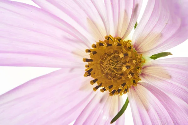 Vista Cerca Hermosa Flor Rosa Pastel — Foto de Stock