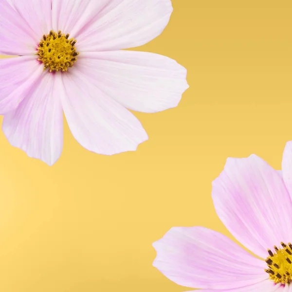 Beautiful Pastel Pink Flowers Yellow Background Creative Floral Layout High — Stock Photo, Image