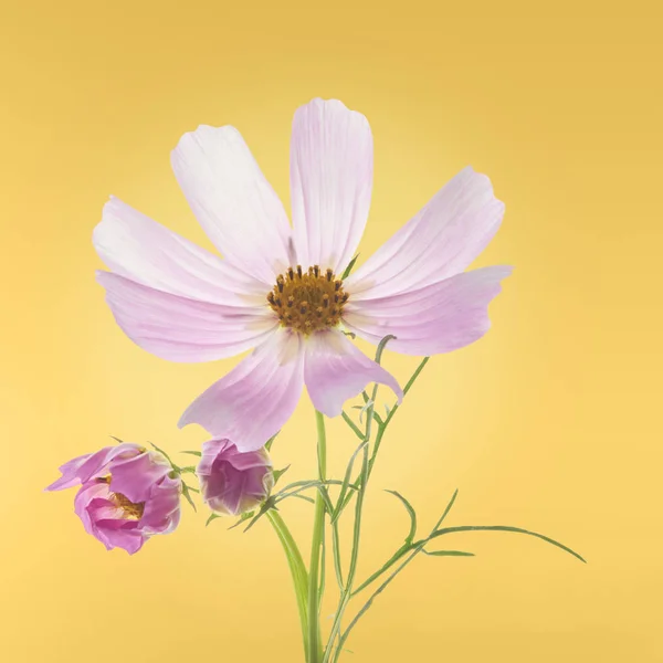 Beautiful Pastel Pink Flowers Yellow Background Creative Floral Layout High — Stock Photo, Image