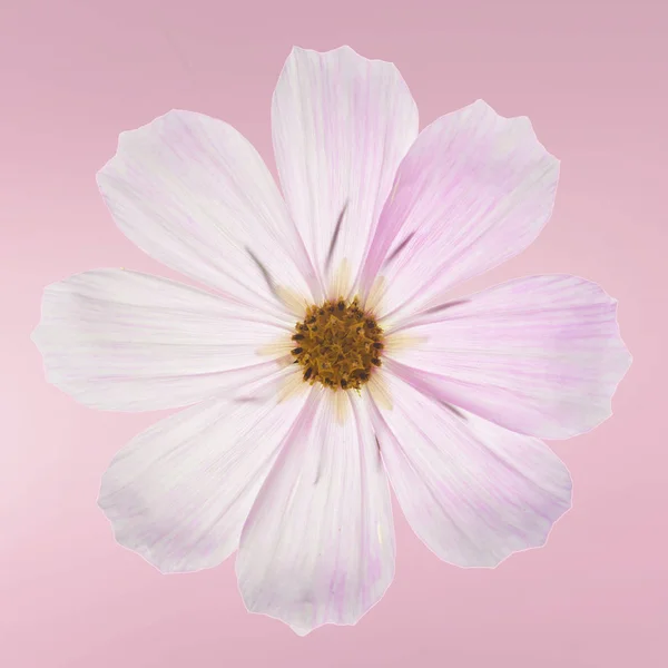 Krásné Pastelové Růžové Květy Růžovém Pozadí Kreativní Květinový Uspořádání Obraz — Stock fotografie