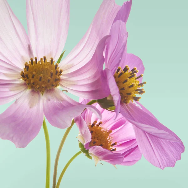 Beautiful pastel pink flowers at turquoise background, creative floral layout, high resolution image