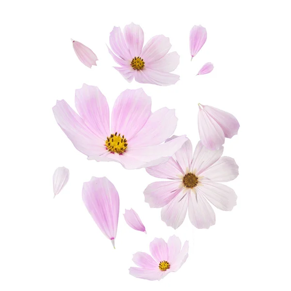 美丽的飞行柔和的粉红色的花朵在黄色背景 创造性的花卉布局 高分辨率的图像 — 图库照片