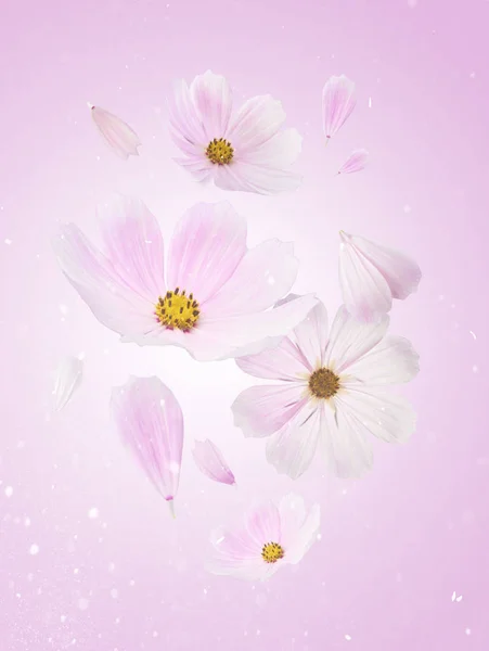 ピンクの背景 創造的な花レイアウト 高解像度画像で美しい飛行パステル ピンクの花 — ストック写真