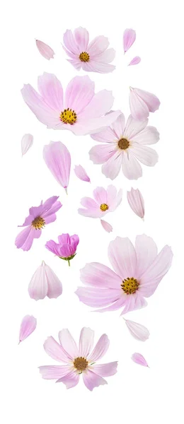美丽的飞行柔和的粉红色的花朵在黄色背景 创造性的花卉布局 高分辨率的图像 — 图库照片