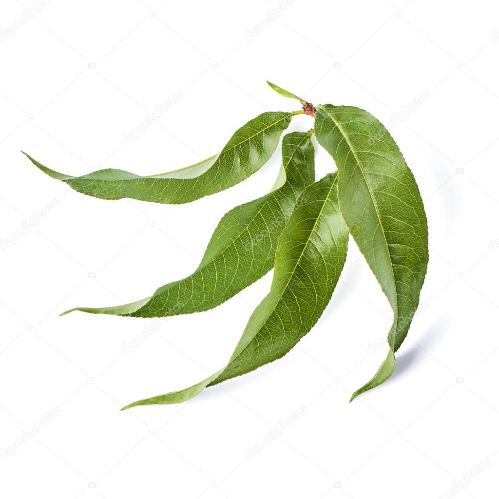 fresh green peach leaves isolated on white background