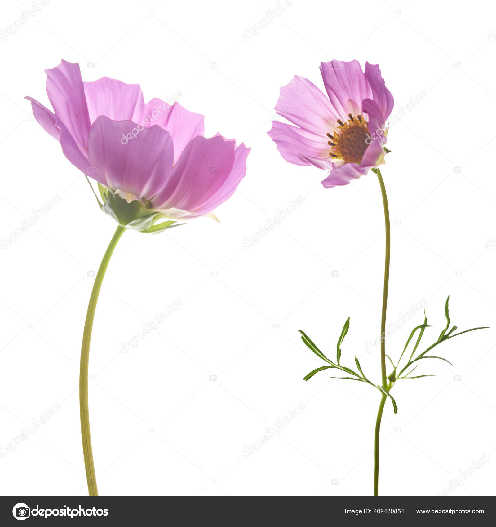 Beautiful Pastel Pink Flowers Isolated White Background Creative Floral Layout Stock Photo Image By C Agavestudio 209430854