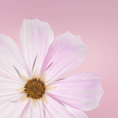 Pembe bir arka plan, yaratıcı çiçek düzen, yüksek çözünürlüklü görüntü güzel pastel pembe çiçekler