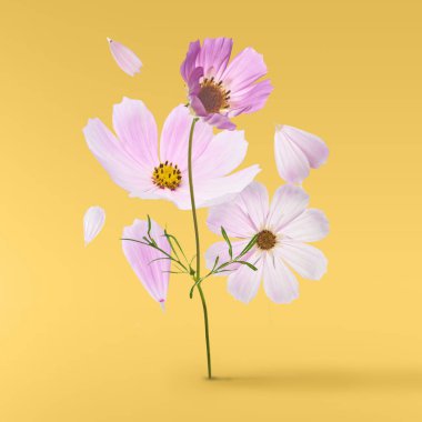 Güzel uçan pastel pembe çiçekler sarı arka plan, yaratıcı çiçek düzen, yüksek çözünürlüklü görüntü