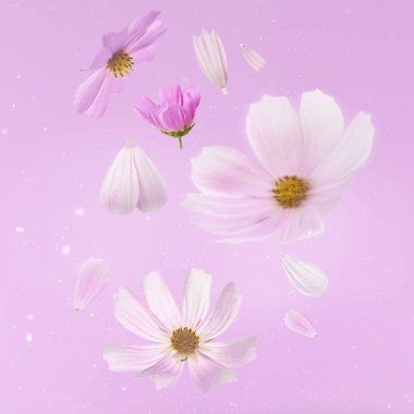 Güzel uçan pastel pembe çiçek, pembe bir arka plan, yaratıcı çiçek düzen, yüksek çözünürlüklü görüntü