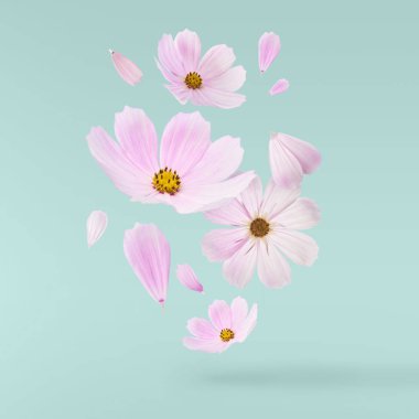 Güzel uçan pastel pembe çiçekler turkuaz arka plan, yaratıcı çiçek düzen, yüksek çözünürlüklü görüntü