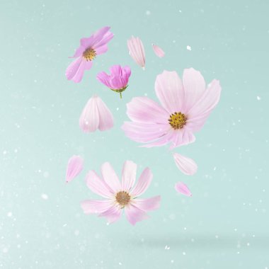 Güzel uçan pastel pembe çiçekler turkuaz arka plan, yaratıcı çiçek düzen, yüksek çözünürlüklü görüntü