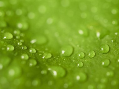 Damla yaprak yeşil, yakın çekim makro görüntü üzerinde