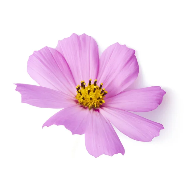 白い背景 創造的な花レイアウト 高解像度で分離された美しいパステル ピンクの花 — ストック写真