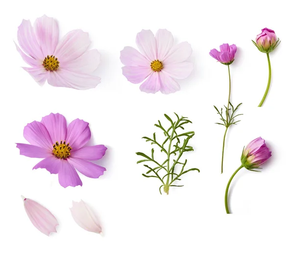 设置与美丽的粉彩粉红色的花朵 在白色背景下 创意花卉布局 高分辨率 — 图库照片