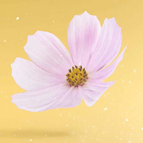 Gyönyörű Repülő Pasztell Rózsaszín Virágok Sárga Háttérrel Kreatív Virág Elrendezése — Stock Fotó