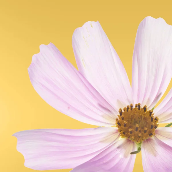 Hermosas Flores Color Rosa Pastel Fondo Amarillo Diseño Floral Creativo — Foto de Stock