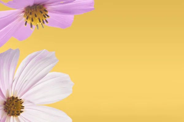 Szép Pasztell Rózsaszín Virágok Sárga Háttérrel Kreatív Virág Elrendezése Nagy — Stock Fotó