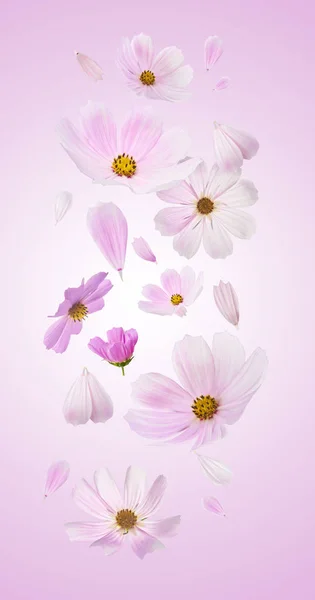 Beautiful Flying Pastel Pink Flowers Pink Background Creative Floral Layout — Stock Photo, Image