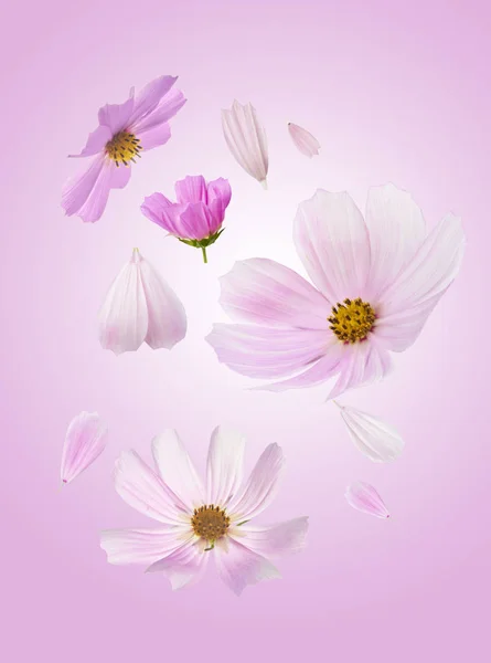 Mooie Vliegende Pastel Roze Bloemen Roze Achtergrond Creatieve Floral Layout — Stockfoto