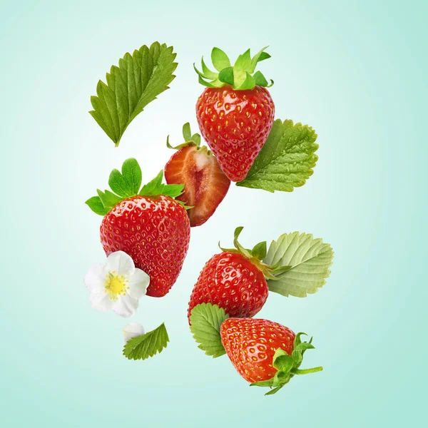 Flying Fresh tasty ripe strawberry with green leaves isolated on turquoise background.  Food levitation concept. Creative food layout, High resolution image