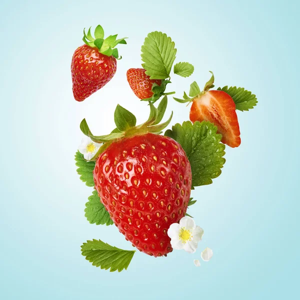 Flying Fresh tasty ripe strawberry with green leaves isolated on blue background.  Food levitation concept. Creative food layout, High resolution image