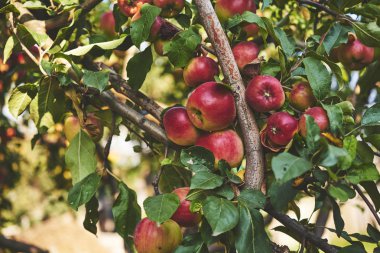 Elma bahçesindeki ağaç dalından sarkan organik elmalar