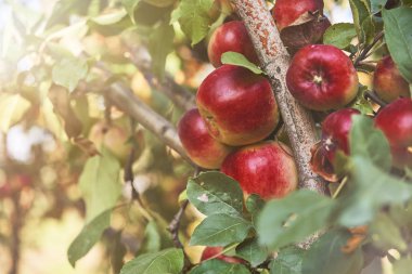 Elma bahçesindeki ağaç dalından sarkan organik elmalar