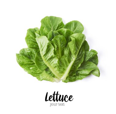 Beyaz arka plan üzerinde yüksek çözünürlüklü, izole taze yeşil marul yaprakları-ebilmek var olmak kullanılmış için yaratıcı tasarım