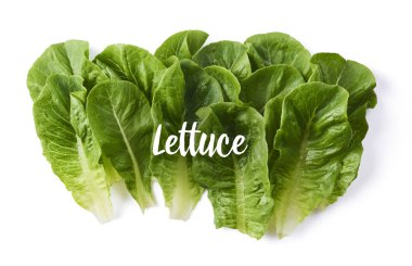 Beyaz arka plan üzerinde yüksek çözünürlüklü, izole taze yeşil marul yaprakları-ebilmek var olmak kullanılmış için yaratıcı tasarım