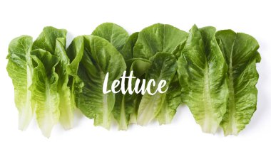 Beyaz arka plan üzerinde yüksek çözünürlüklü, izole taze yeşil marul yaprakları-ebilmek var olmak kullanılmış için yaratıcı tasarım