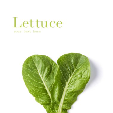 Beyaz arka plan üzerinde yüksek çözünürlüklü, izole taze yeşil marul yaprakları-ebilmek var olmak kullanılmış için yaratıcı tasarım