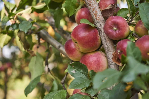 Elma bahçesindeki ağaç dalından sarkan organik elmalar