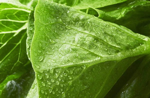 Nahaufnahme Von Frischen Grünen Salatblättern Mit Wassertropfen Hohe Auflösung — Stockfoto