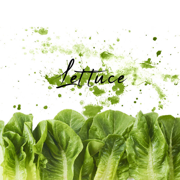 Fresh green lettuce leaves with watercolor green splash, isolated on white background, high resolution, can be used for your creative design