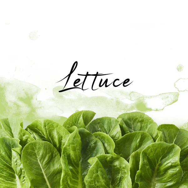 Fresh Green Lettuce Leaves Watercolor Green Splash Isolated White Background — Stock Photo, Image