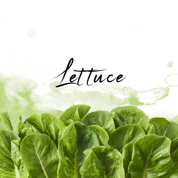 Fresh green lettuce leaves with watercolor green splash, isolated on white background, high resolution, can be used for your creative design