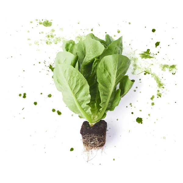 Frische Grüne Salatblätter Mit Aquarellgrünem Spritzer Isoliert Auf Weißem Hintergrund — Stockfoto