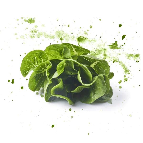 Fresh green lettuce leaves with watercolor green splash, isolated on white background, high resolution, can be used for your creative design