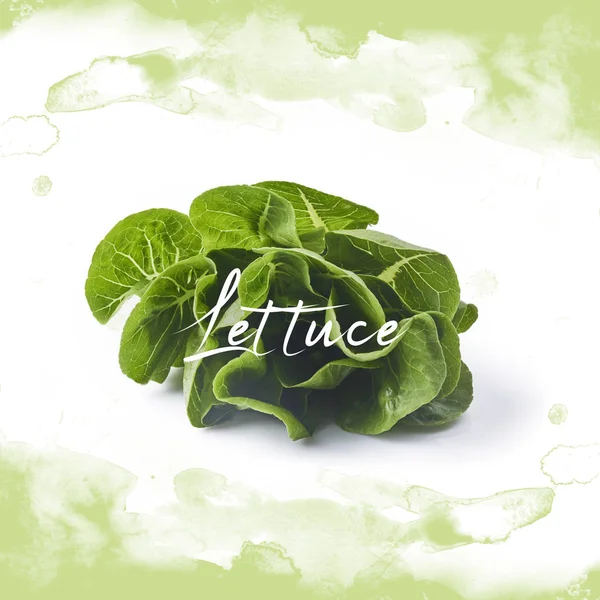 Taze yeşil marul beyaz arka plan üzerinde yüksek çözünürlüklü izole suluboya yeşil sıçrama ile yaprakları, yaratıcı tasarım için kullanılabilir