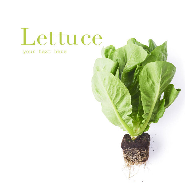 Fresh green lettuce leaves isolated on white background, high resolution, can be used for your creative design