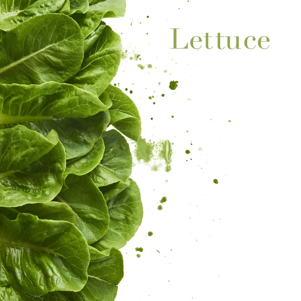 Fresh green lettuce leaves with watercolor green splash, isolated on white background, high resolution, can be used for your creative design