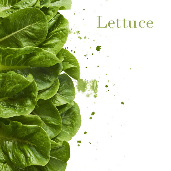 Fresh green lettuce leaves with watercolor green splash, isolated on white background, high resolution, can be used for your creative design