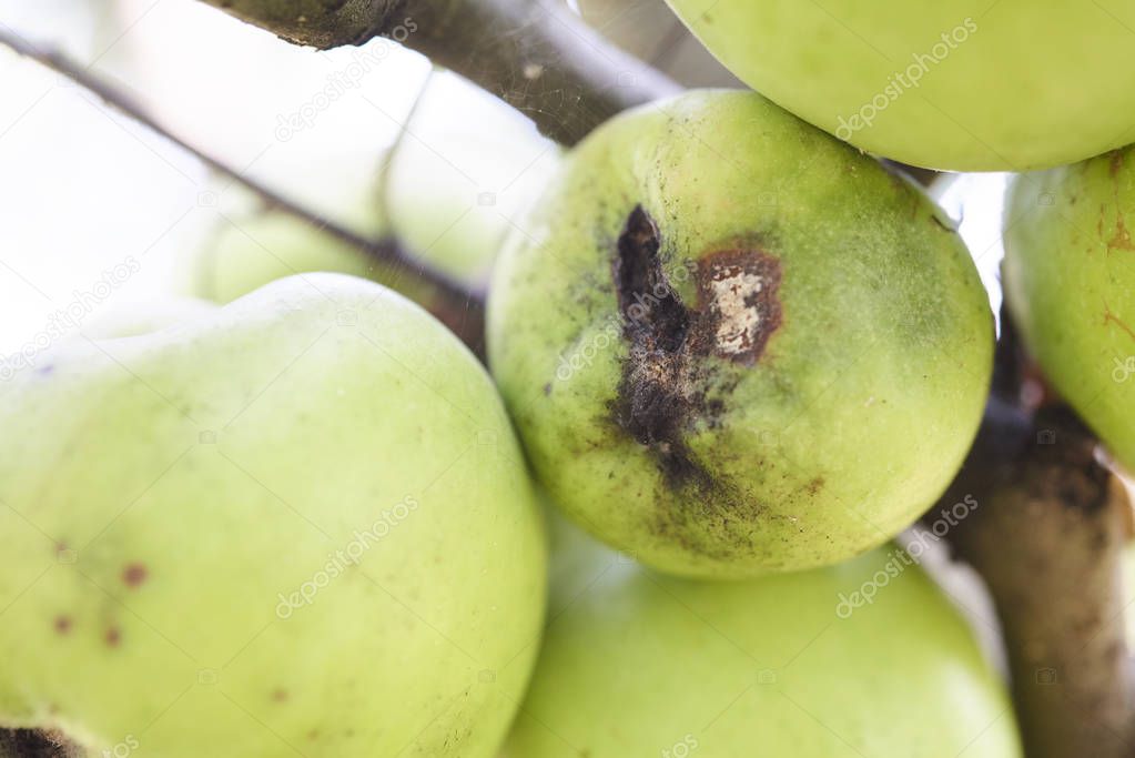 Fruits Infected by the Apple scab Venturia inaequalis. Orchard. Macro.