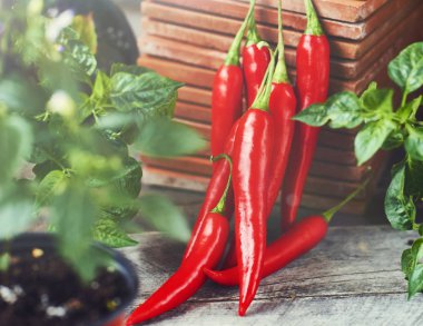 taze kırmızı sıcak biber biber rustik arka plan üzerinde