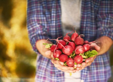 Organik sebze. Çiftçiler el ile taze hasat turp