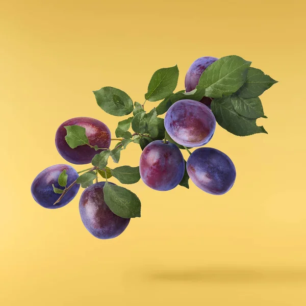 Image créative avec prune fraîche — Photo