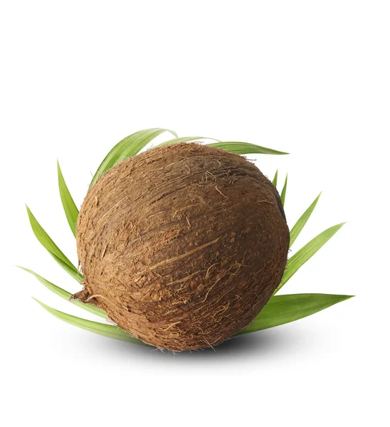 Свіжий стиглий кокос ізольований на білому тлі — стокове фото